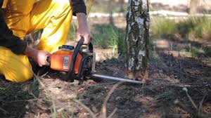 Tree and Shrub Care in Mishicot, WI