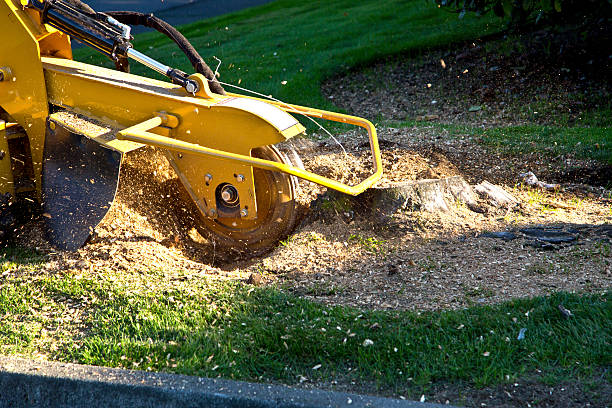 Why Choose Our Tree Removal Services in Mishicot, WI?