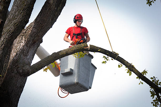 Best Tree Cabling and Bracing  in Mishicot, WI