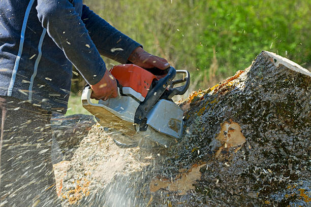 Trusted Mishicot, WI  Tree Services Experts